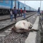 दिल्ली के होलम्बी कला रेलवे ट्रैक पर करीब 25 गाय शताब्दी एक्सप्रेस की चपेट मे आई। सभी की मौत।