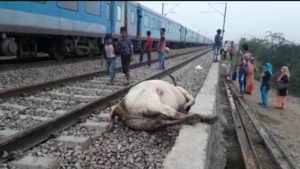 Holmbi Railway track Delhi Cows Accident