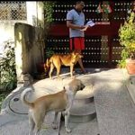 दिल्ली : महिला की चैन तोड़कर भाग रहे स्नैचर्स को कुत्तों ने पकड़ा