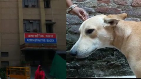 दिल्ली में कुत्ते ने बचाई मालिक की जान । वफादार कुत्ता और मालिक दोनों घायल