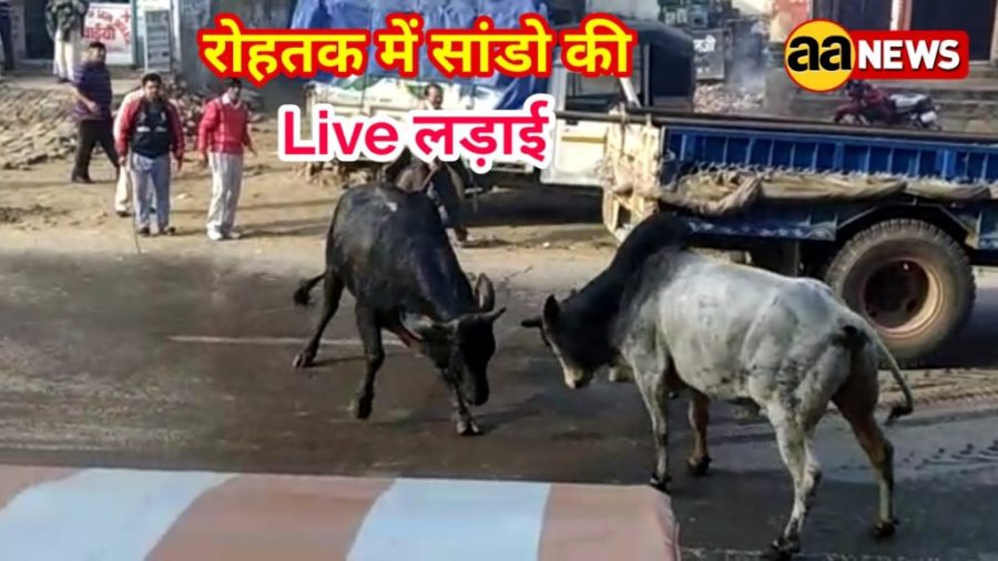 Hariyana Bull Fight