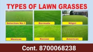 Cont. For Natural Lawn Grass 8700068238 Delhi 