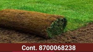 Cont. For Natural Lawn Grass 8700068238 Delhi 