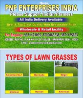 नेचुरल लॉन ग्रास हेतु संपर्क
Lawn grass, Natural Grass, Carpet grass, 
#Lawn_Grass, #Carpet_Grass, #Natural_grass, #Barmuda_grass, #selection_No1_grass, #grass_dealer, #Nilgiri_grass,  lawn grass, barmuda grass, selection no1 grass, delhi grass, delhi grass, prakritik ghas, nursery grass, delhi ncr me ghas, ghas ki kheti, park ki ghas, park grass,
Barmuda Grass, Selection No1 grass, Nilgiri Grass, Mexican Grass, Korean Grass, carpet grass,