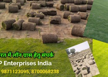 Lawn Grass Delhi