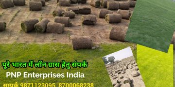 Lawn Grass Delhi