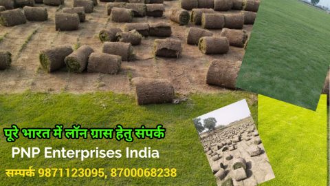 अपने आसपास लॉन ग्रास लगाकर बनाये हरियाली व सुंदरता