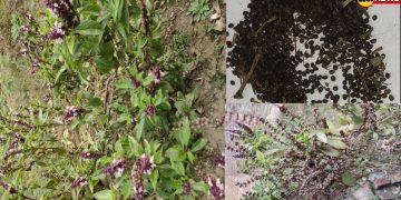 Marua Seeds / Marjoram / Murru / Marjan / Maruvamu / Origanum majorana Seeds AA Enterprises
