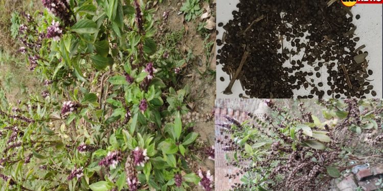 Marua Seeds / Marjoram / Murru / Marjan / Maruvamu / Origanum majorana Seeds AA Enterprises