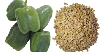 ommon Name Bell pepper, sweet pepper, Capsicum, pepper, bell pepper, banana Capsicum, Shimla Mirchi or Bhopli Mirchi, Green Capsicum | Hari Shimla Mirch | Chilli seeds | Vegetable Sweet pepper | organic seeds | bell pepper seed |