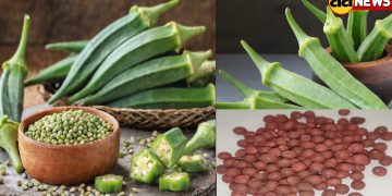 Lades finger seeds, okra seeds, Bhindi Seeds