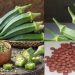 Lades finger seeds, okra seeds, Bhindi Seeds