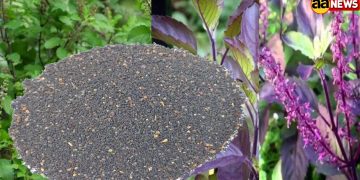 Basil seeds other names are Holy basil | Ocimum Sanctum / Ocimum Tenuiflorum / Tulsi Seeds