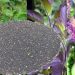 Basil seeds other names are Holy basil | Ocimum Sanctum / Ocimum Tenuiflorum / Tulsi Seeds