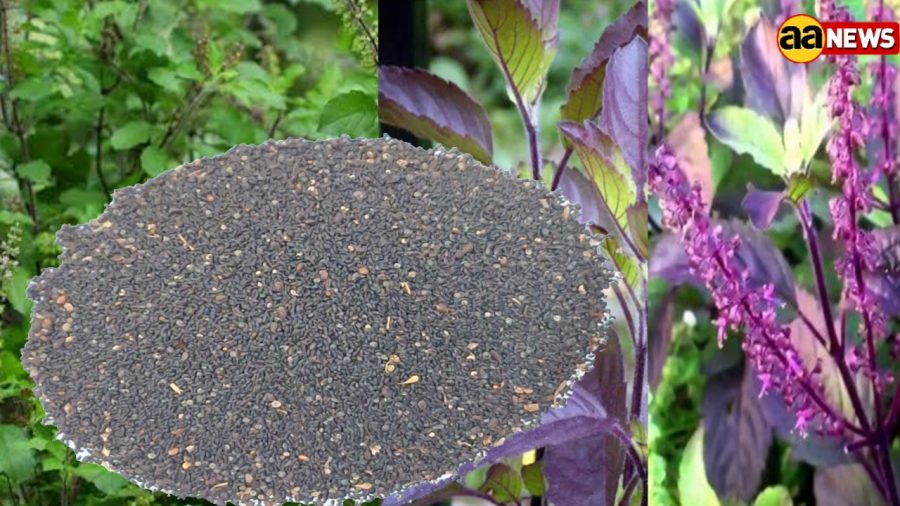 Basil seeds other names are Holy basil | Ocimum Sanctum / Ocimum Tenuiflorum / Tulsi Seeds