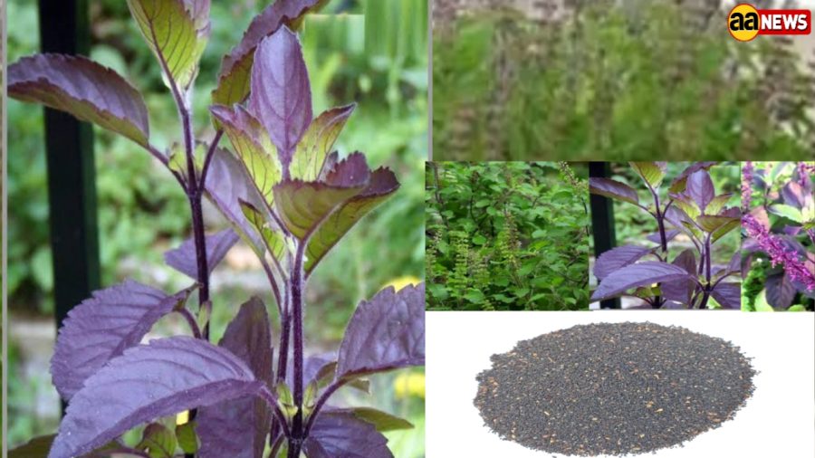 Tulsi Basil seeds