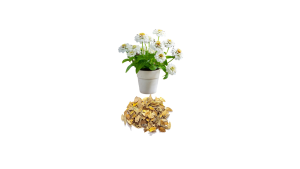 Zinnia White Flower ( AA Enterprises Seeds )