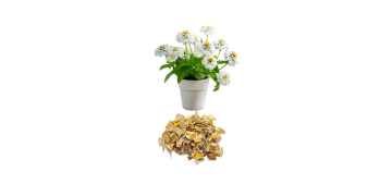 Zinnia White Flower ( AA Enterprises Seeds )