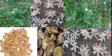 हार श्रृंगार अर्थात पारिजात के फूल, पत्तो व बीज के बेहद ज्यादा फायदे