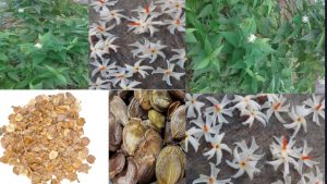 Harshringar or Parijat Plant Seeds | Shefali seeds |