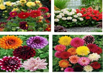 Dahlia flower mix seeds (Pack of 50 seeds) | teliya kalappu | deliya misra bija | dahil,dahalia