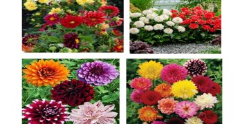 Dahlia flower mix seeds (Pack of 50 seeds) | teliya kalappu | deliya misra bija | dahil,dahalia
