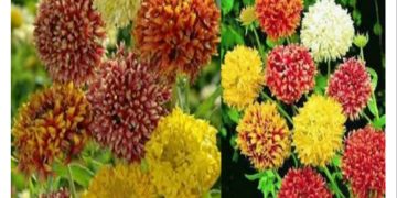 Gaillardia mixed flower seeds
