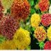 Gaillardia mixed flower seeds