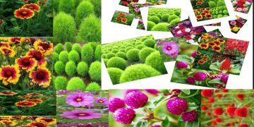Flower seeds AA Enterprises