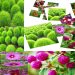 Flower seeds AA Enterprises