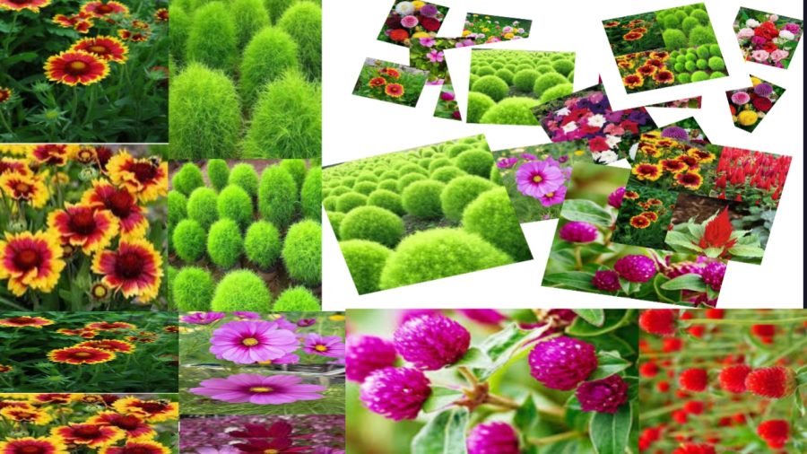 Flower seeds AA Enterprises