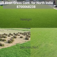 For this lawn grass You can Contact AA News also 